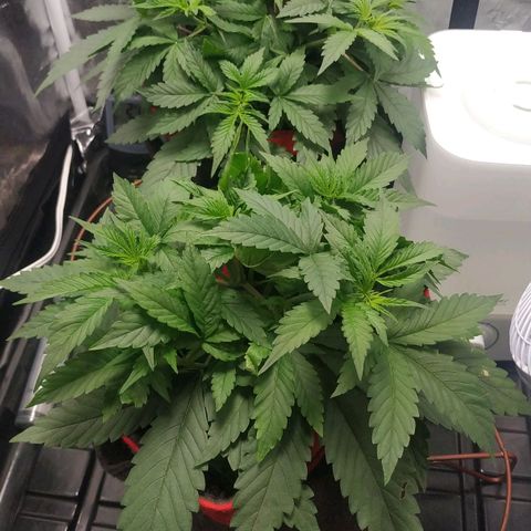 GSC 1 #1 growlog timeline photo