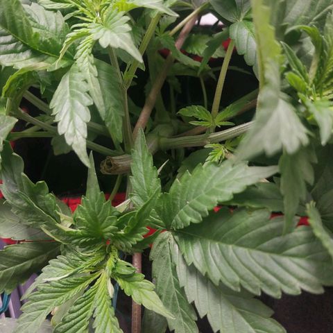 GSC 1 #1 growlog timeline photo