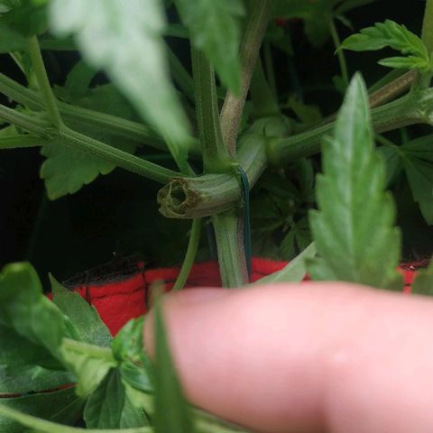 GSC 1 #1 growlog timeline photo