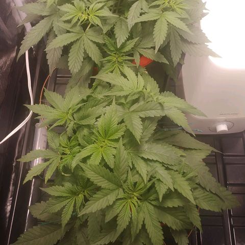 GSC 1 #1 growlog timeline photo