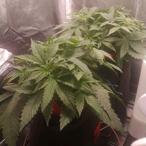 GSC 1 #1 growlog timeline photo