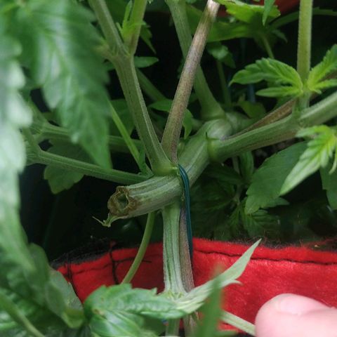 GSC 1 #1 growlog timeline photo