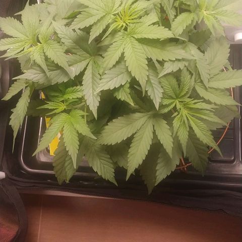 GSC 1 #1 growlog timeline photo