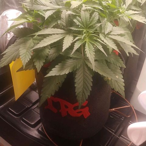 GSC 1 #1 growlog timeline photo
