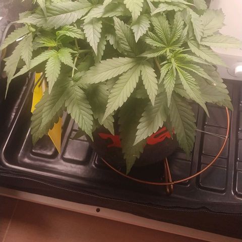 GSC 1 #1 growlog timeline photo
