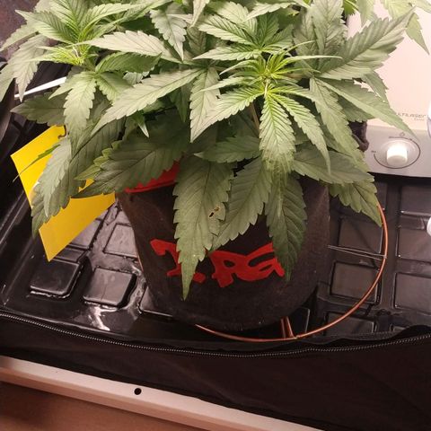 GSC 1 #1 growlog timeline photo