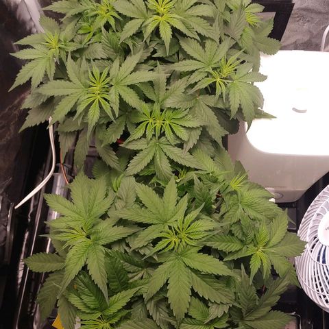 GSC 1 #1 growlog timeline photo