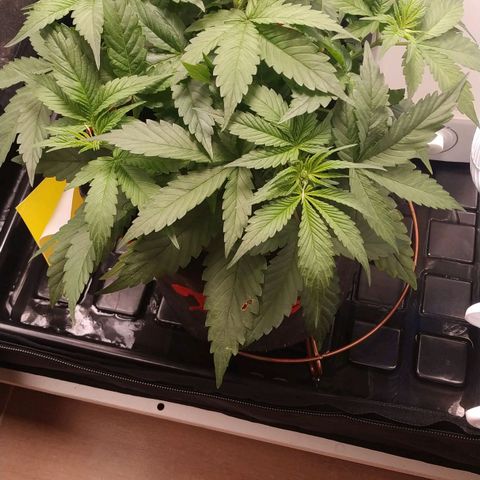 GSC 1 #1 growlog timeline photo
