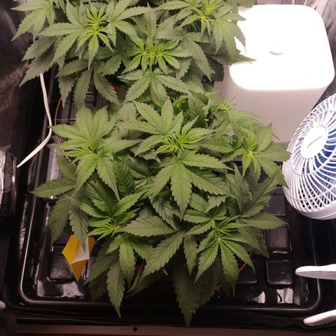 GSC 1 #1 growlog timeline photo