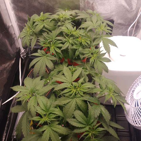 GSC 1 #1 growlog timeline photo