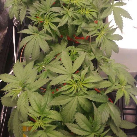 GSC 1 #1 growlog timeline photo