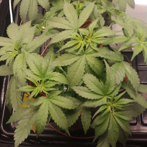 GSC 1 #1 growlog timeline photo