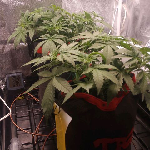 GSC 1 #1 growlog timeline photo