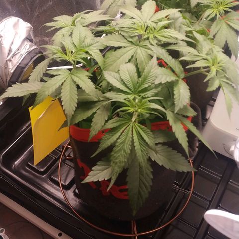 GSC 1 #1 growlog timeline photo