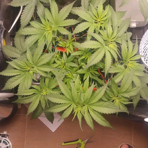 GSC 1 #1 growlog photo: Primeiros pistilos 