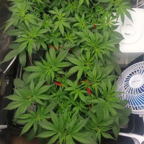 GSC 1 #1 growlog photo: Primeiros pistilos 