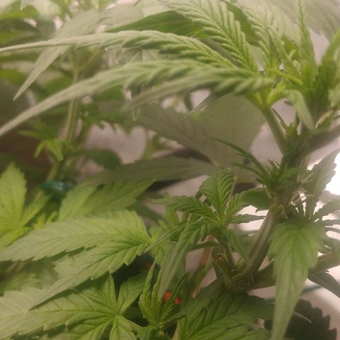 GSC 1 #1 growlog photo: Primeiros pistilos 