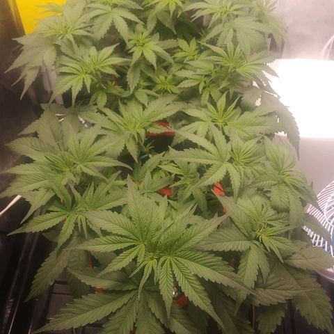 GSC 1 #1 growlog photo: Primeiros pistilos 