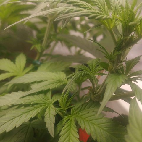 GSC 1 #1 growlog photo: Primeiros pistilos 