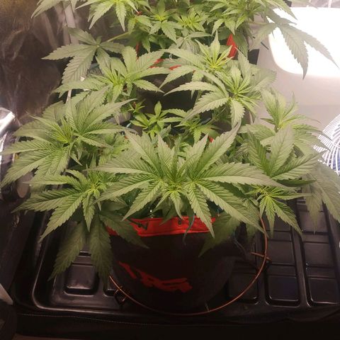GSC 1 #1 growlog photo: Primeiros pistilos 