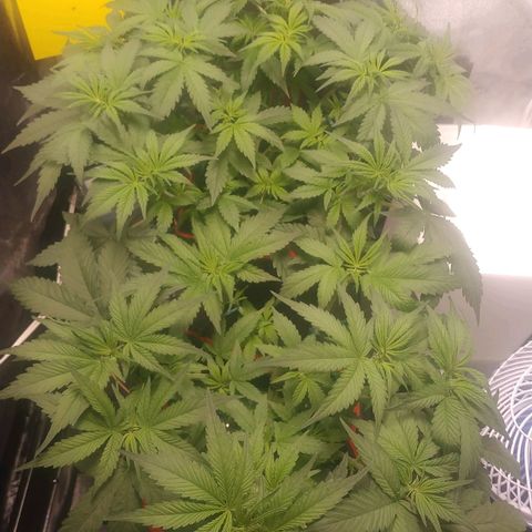 GSC 1 #1 growlog photo: Primeiros pistilos 