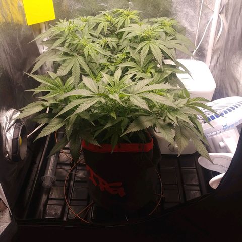 GSC 1 #1 growlog photo: Antes do treino, desfolhação e scrog