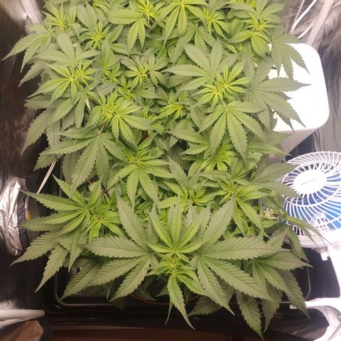 GSC 1 #1 growlog photo: Antes do treino, desfolhação e scrog