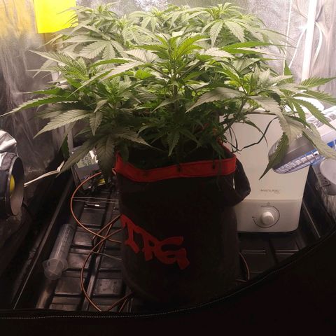 GSC 1 #1 growlog photo: Antes do treino, desfolhação e scrog