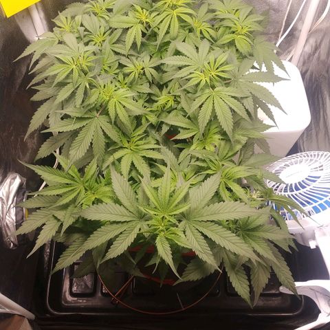 GSC 1 #1 growlog photo: Antes do treino, desfolhação e scrog