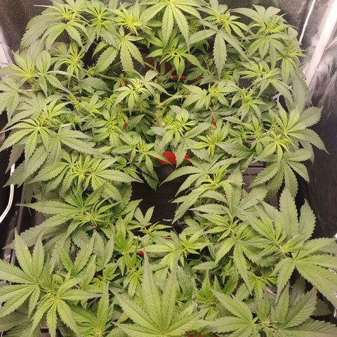 GSC 1 #1 growlog photo: Depois do treino e desfolhação 