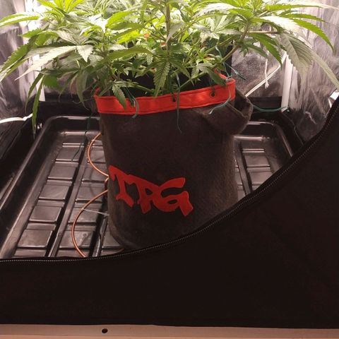 GSC 1 #1 growlog photo: Depois do treino e desfolhação 