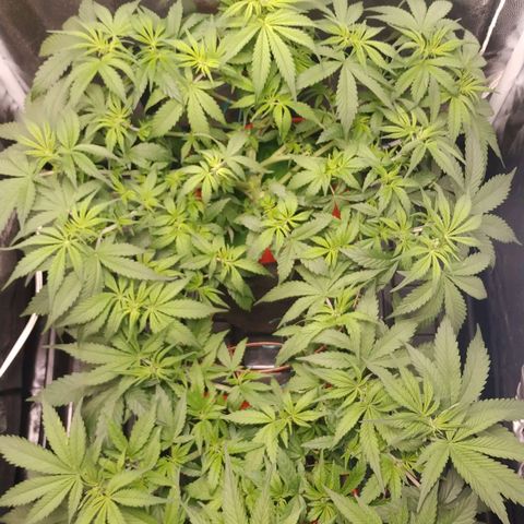 GSC 1 #1 growlog photo: Depois do treino e desfolhação 