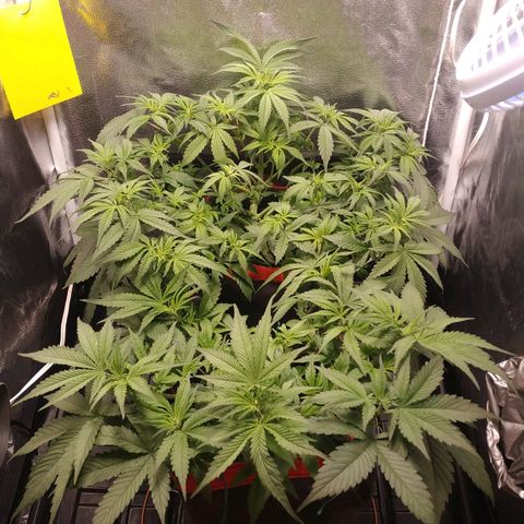 GSC 1 #1 growlog photo: Depois do treino e desfolhação 