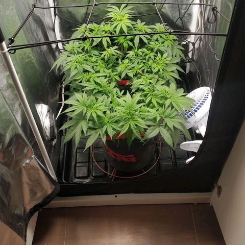 GSC 1 #1 growlog timeline photo