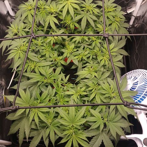 GSC 1 #1 growlog timeline photo