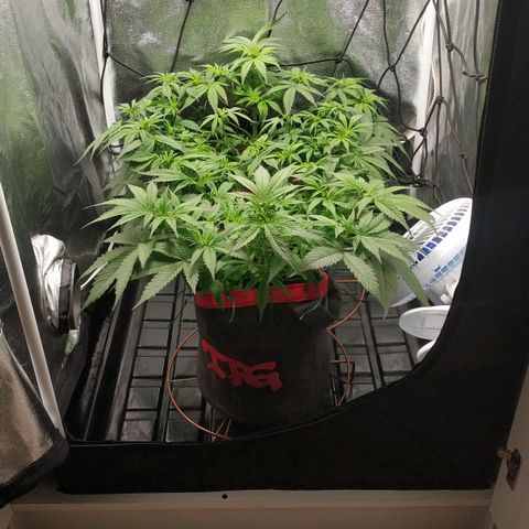 GSC 1 #1 growlog timeline photo