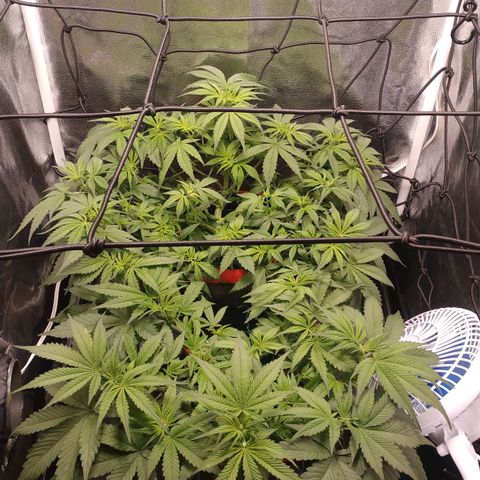 GSC 1 #1 growlog timeline photo
