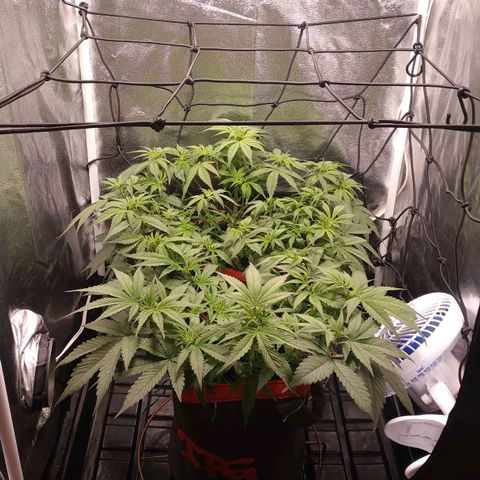 GSC 1 #1 growlog timeline photo