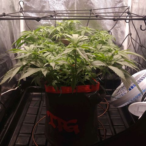 GSC 1 #1 growlog timeline photo