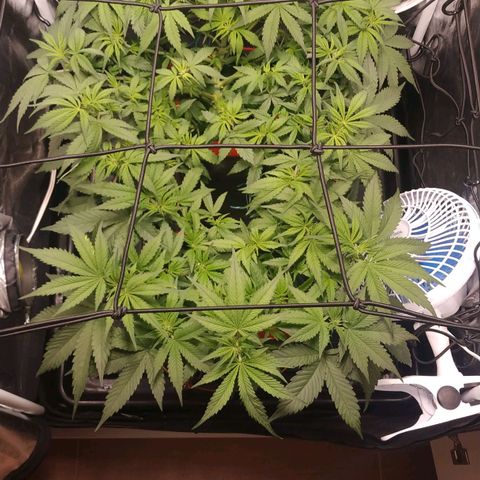 GSC 1 #1 growlog timeline photo
