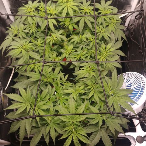 GSC 1 #1 growlog timeline photo