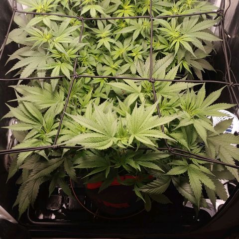 GSC 1 #1 growlog timeline photo
