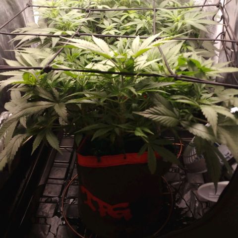GSC 1 #1 growlog timeline photo