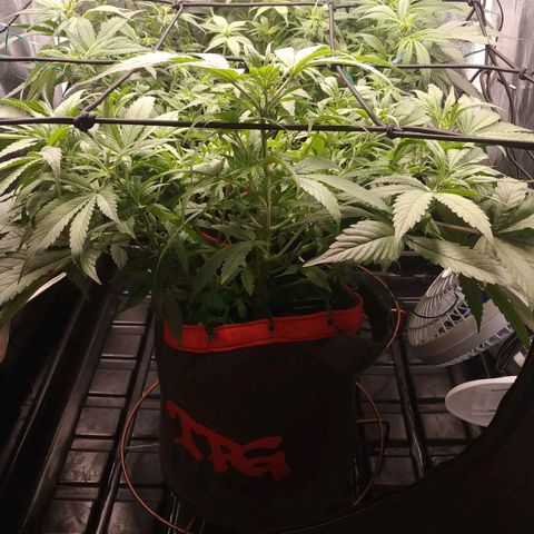 GSC 1 #1 growlog timeline photo