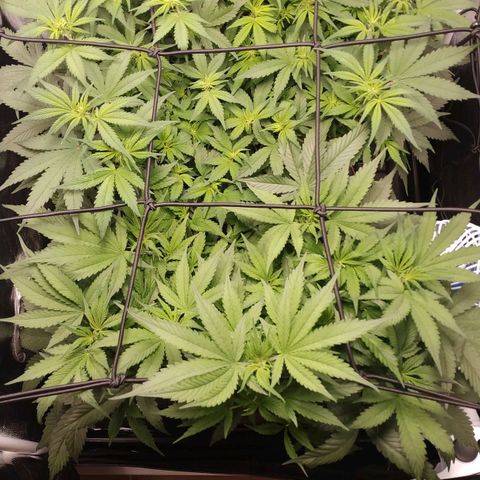 GSC 1 #1 growlog timeline photo