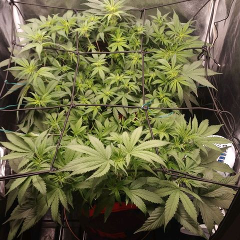 GSC 1 #1 growlog timeline photo