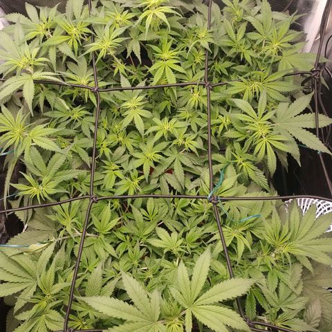 GSC 1 #1 growlog timeline photo