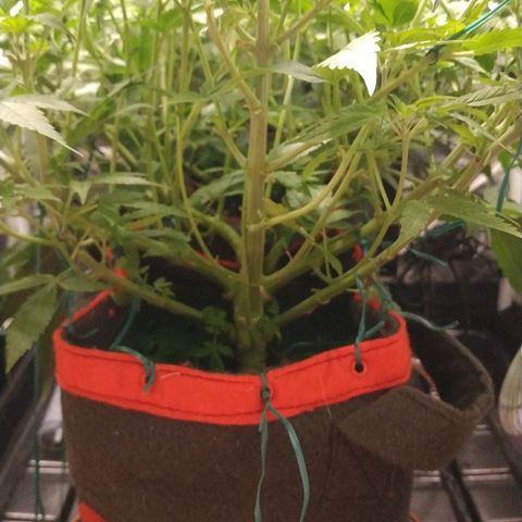 GSC 1 #1 growlog timeline photo