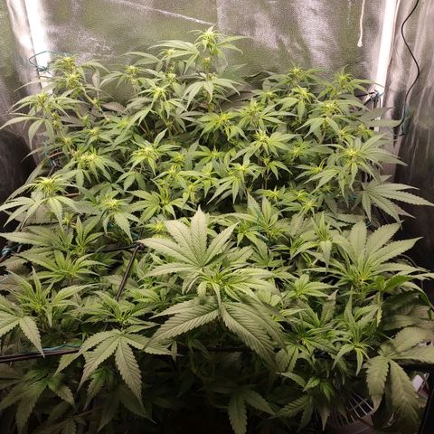 GSC 1 #1 growlog timeline photo