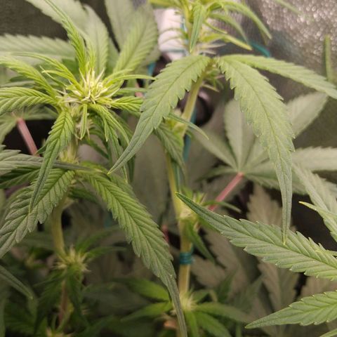 GSC 1 #1 growlog timeline photo